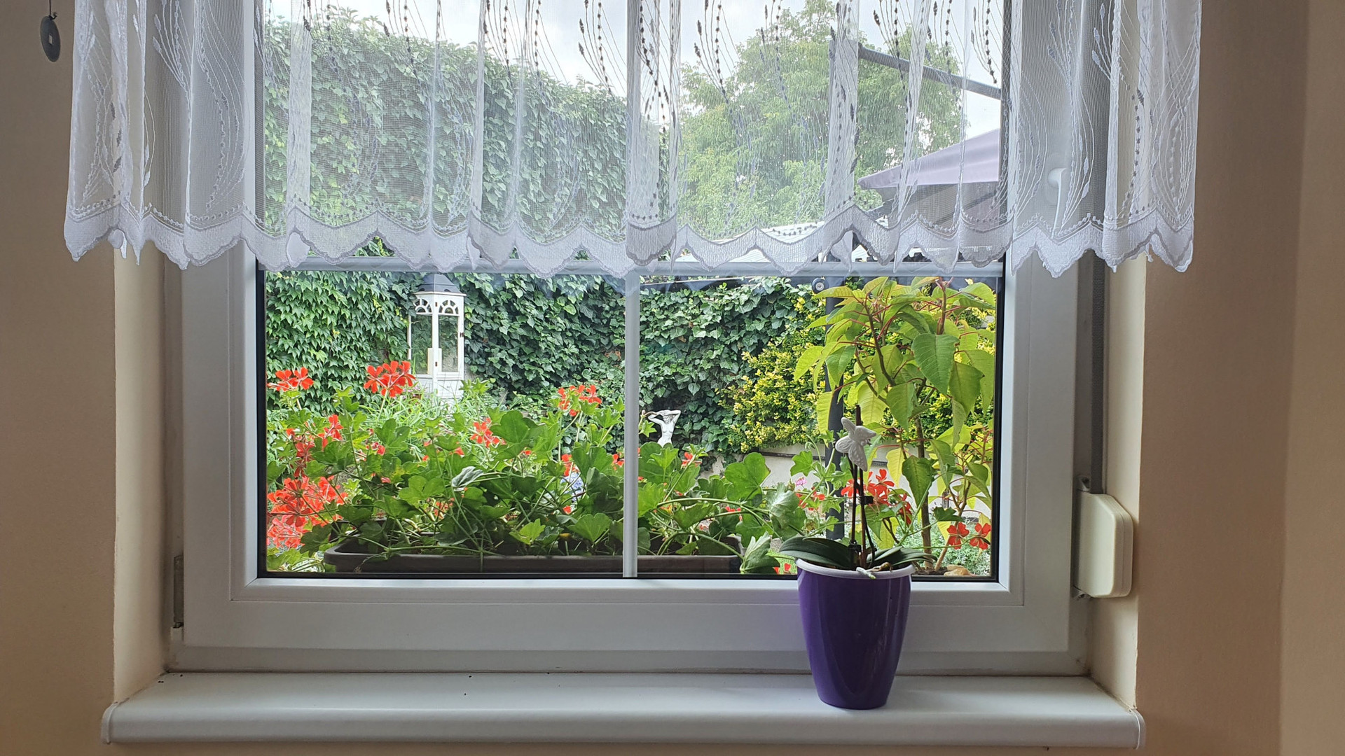 Garden view from inside