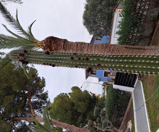 Tall cactus with red fruit