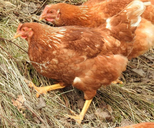 The farm is located 13 km from Mojkovac