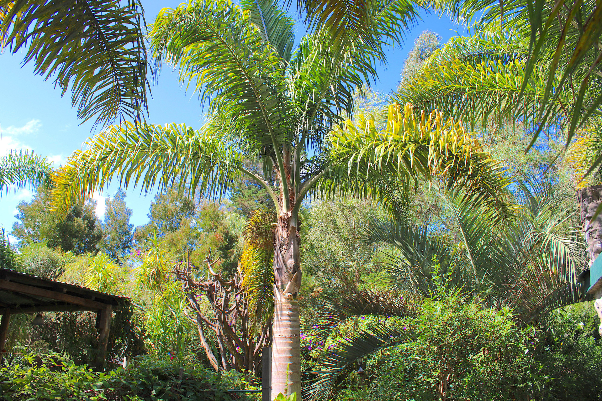 Lush tropical garden with palm trees
