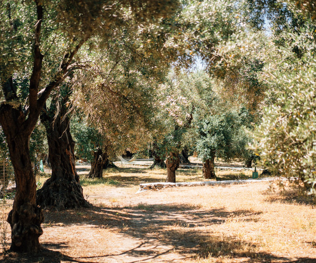 Elaion Estate - Athena