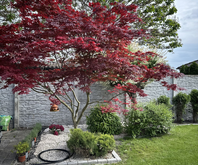 Red maple tree in garden