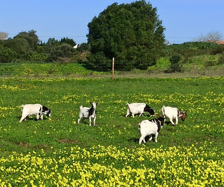 Live at the farm