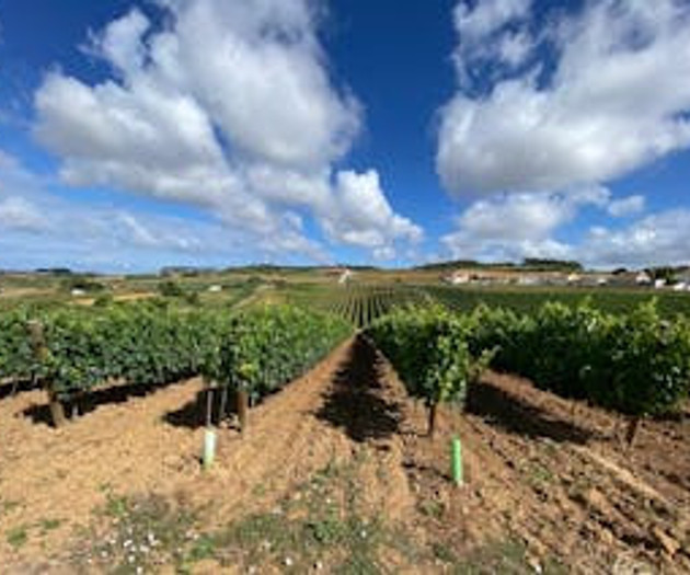 Charming house, nestled within a private vineyard