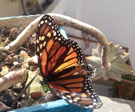 Habitación en Azotea Ajardinada