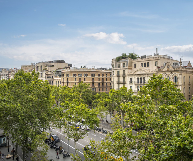 Tree-lined avenue view