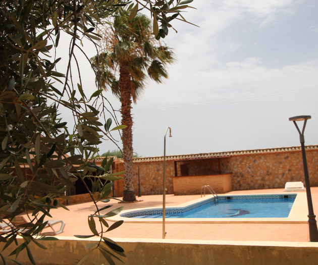 Pool view through olive tree