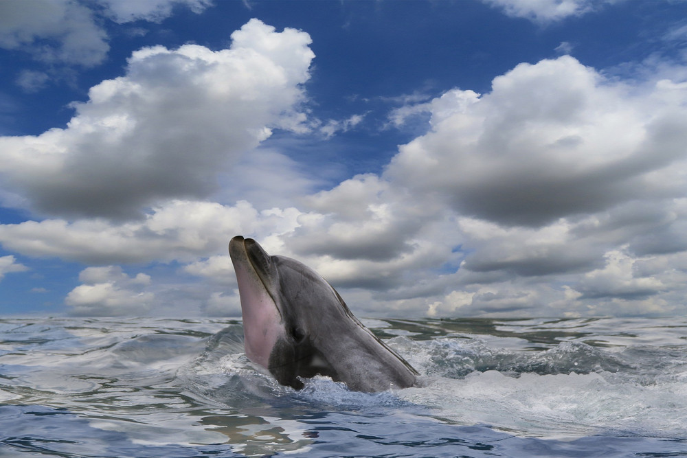 Image #30