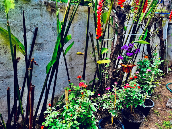 Jardim