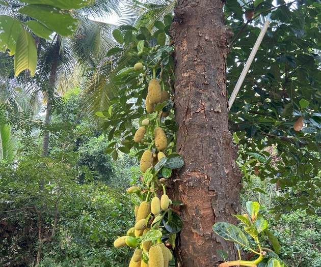Jackfruit tree with fruit