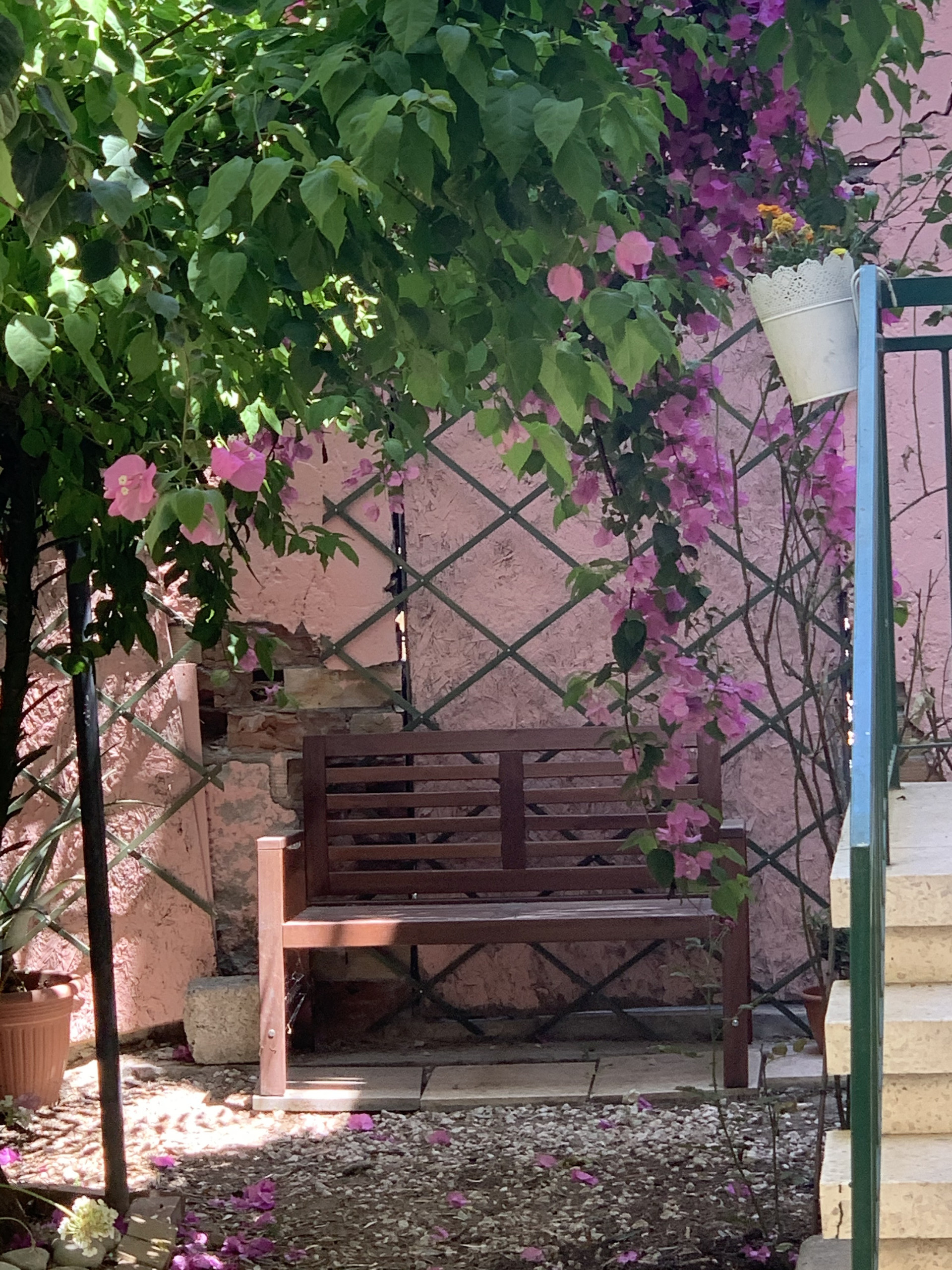 Back yard
