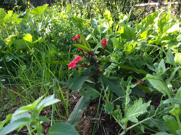 Jardín