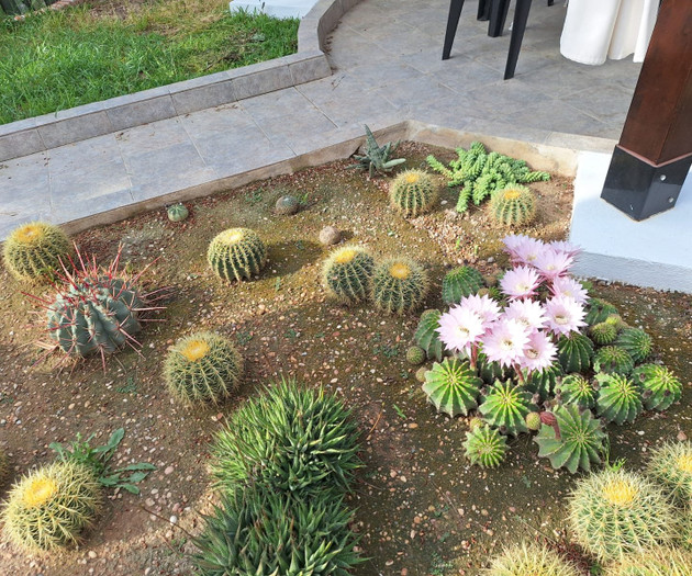 Cactus garden near patio corner