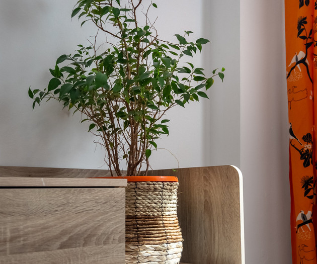 Plant on bedroom dresser
