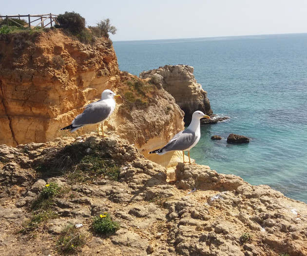 Seagulls on coastal rocks