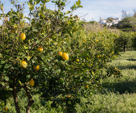 Charming guesthouse in rural Malaga - Single room Agua