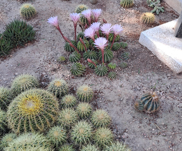 Cactus garden with pink blooms