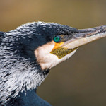 Landlords profile photo