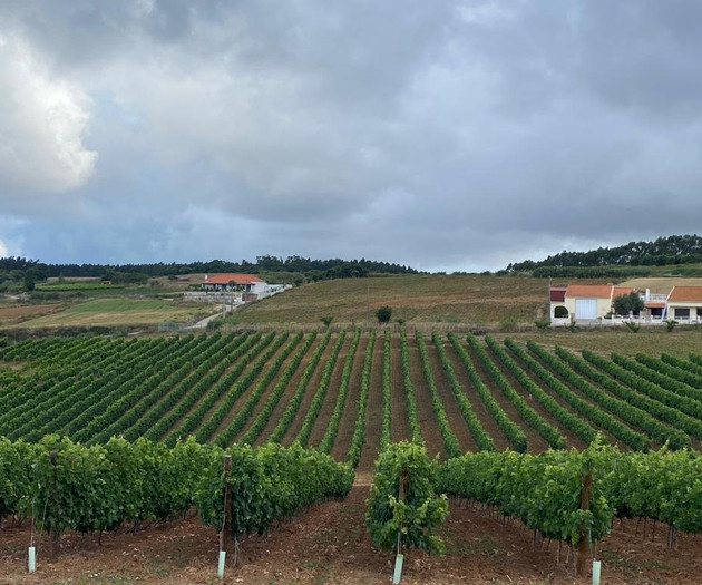 Charming house, nestled within a private vineyard