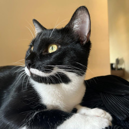 Landlords profile photo