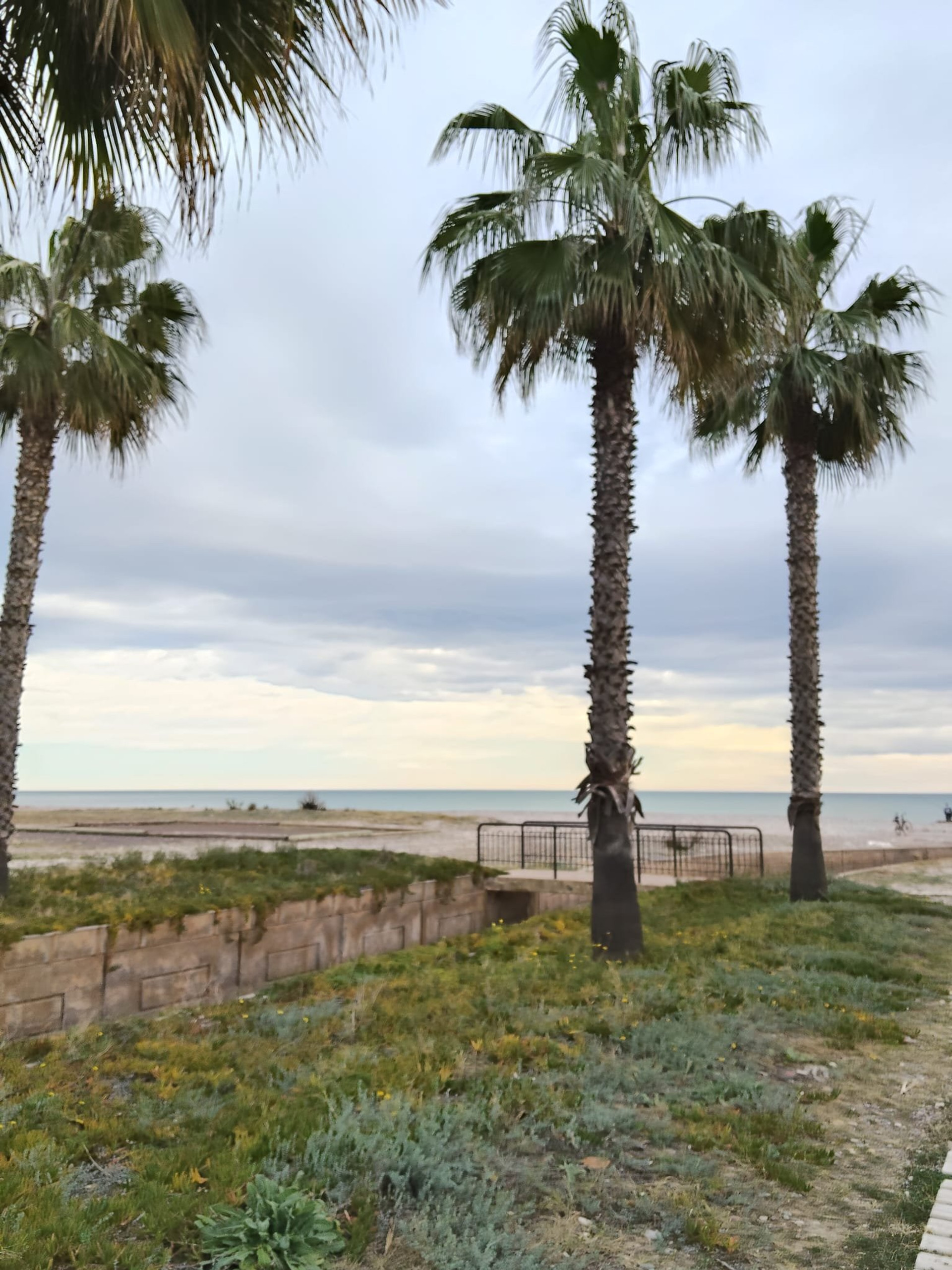 Palm trees near beach promenade