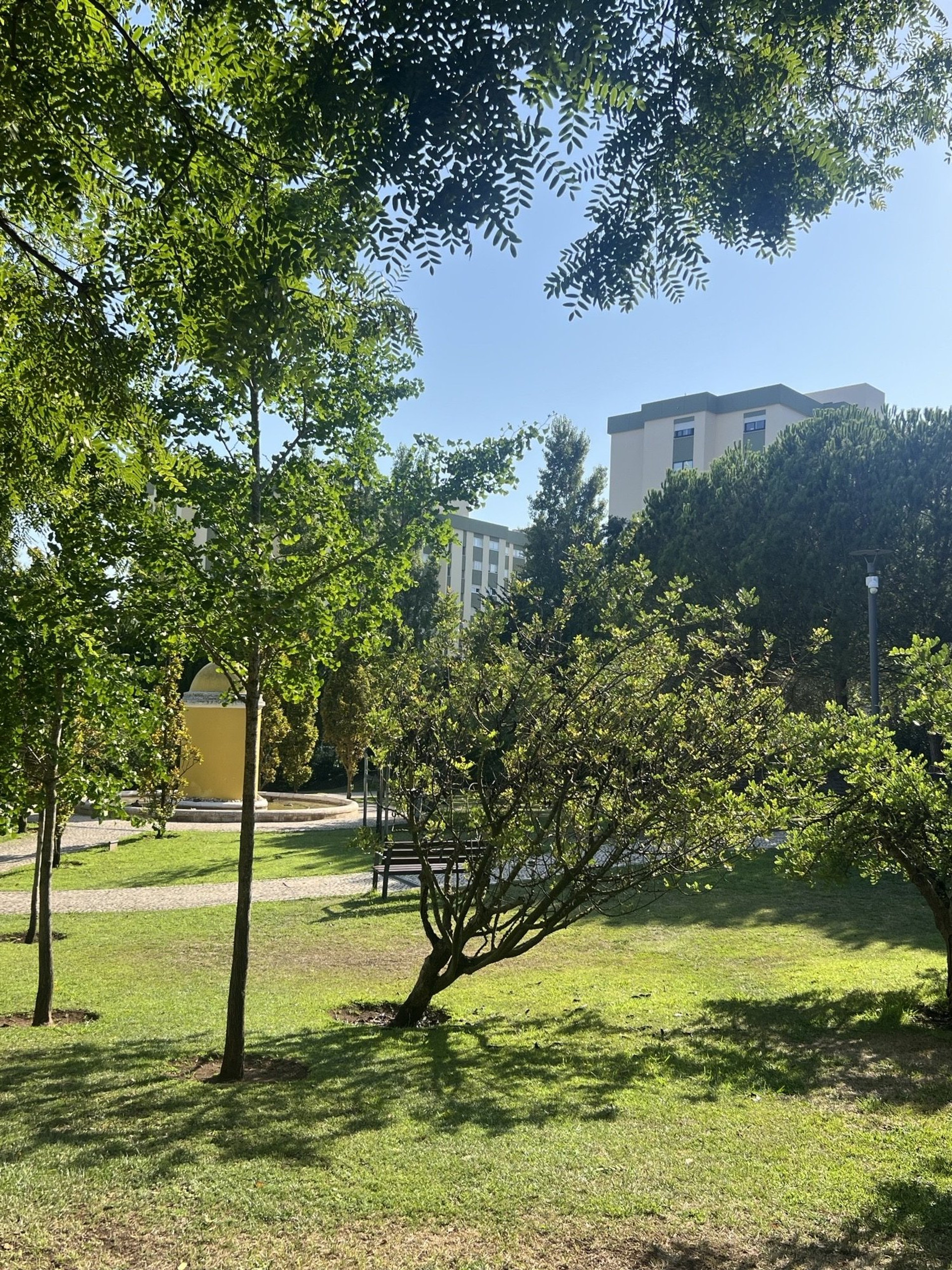 Green park with trees and lawn