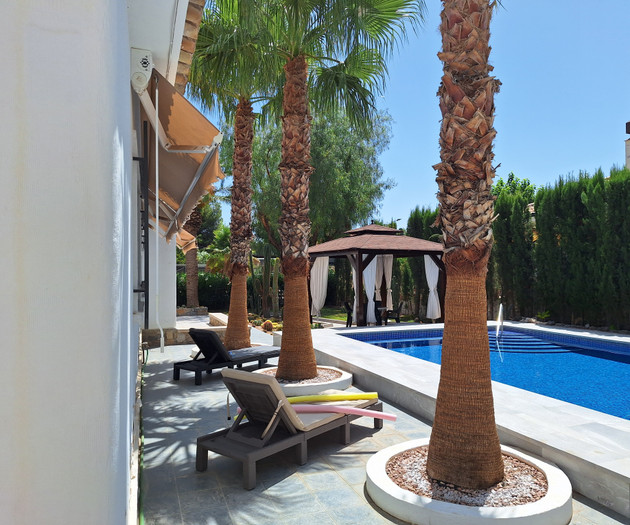 Poolside loungers under palm trees