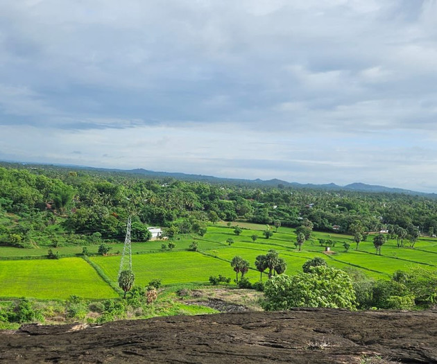 Green paddy fields from hilltop