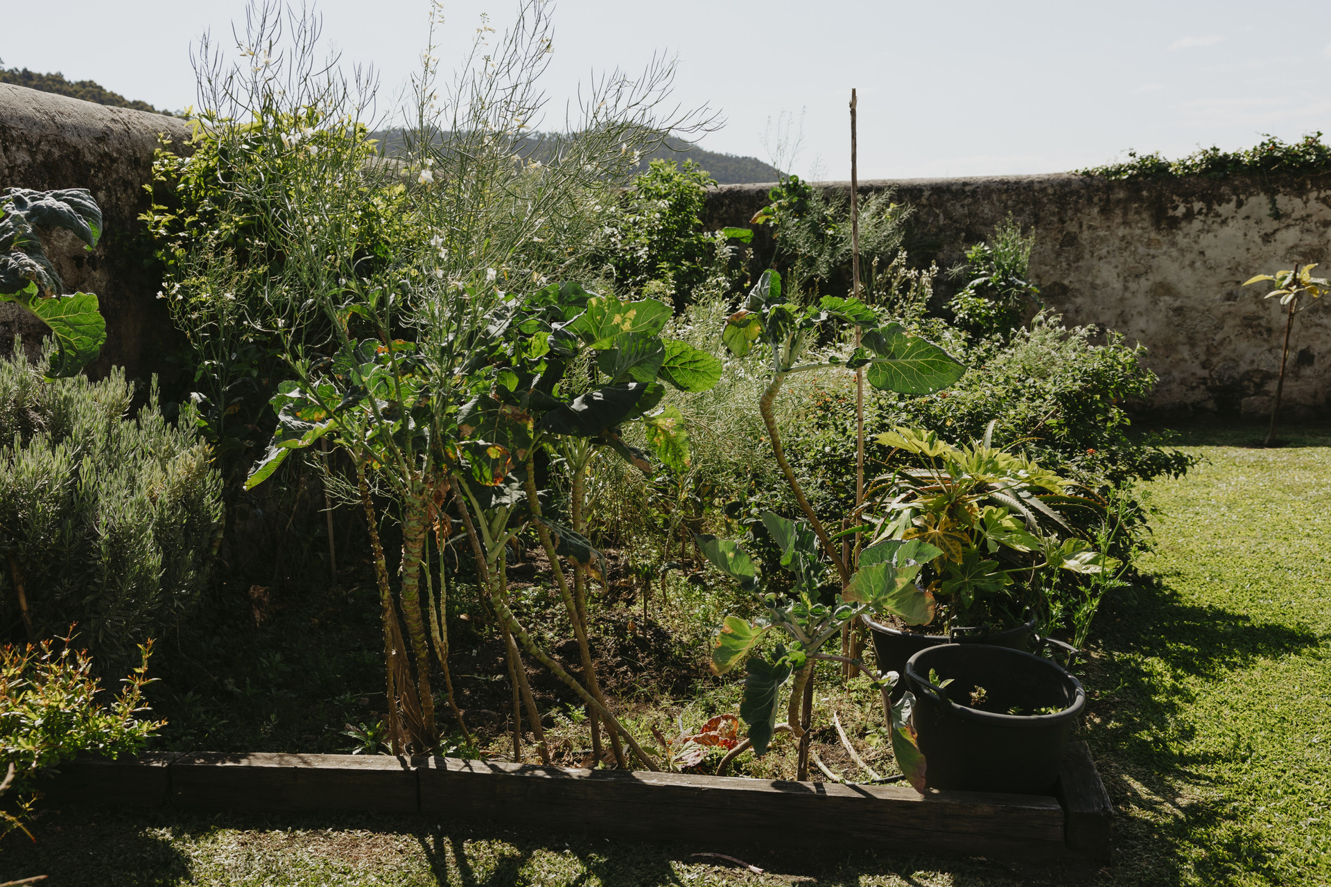 Shared Garden