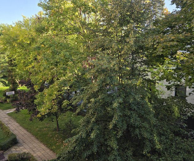 View of trees from window