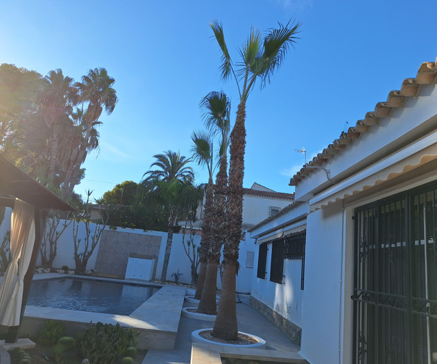 Backyard palms and pool view