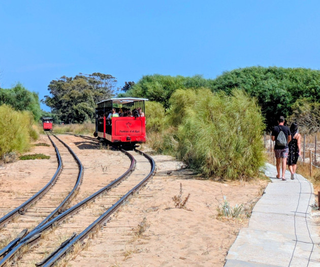 A Casa da Figueira, uma figueira, uma história
