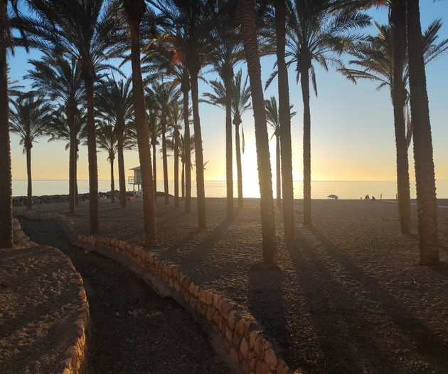 Palm trees at sunset beach