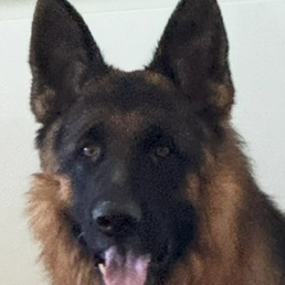 Landlords profile photo