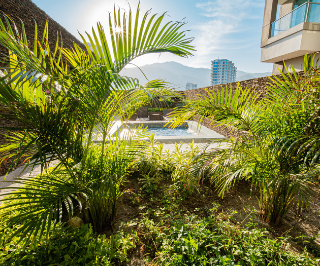 Garden with palms and pool