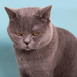 Landlords profile photo