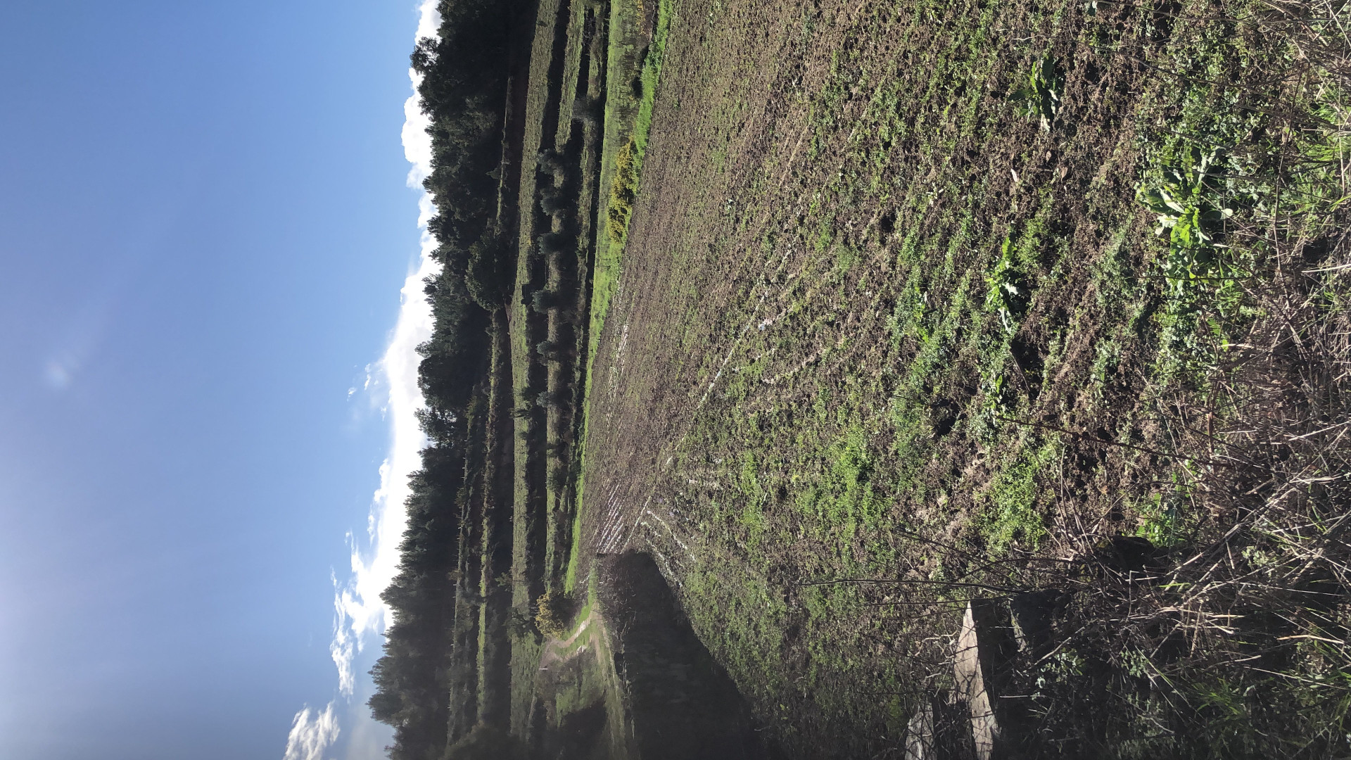 Farmland with olive trees and sky