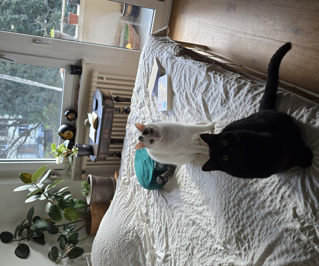 Bright & green room with 2 lovely cats