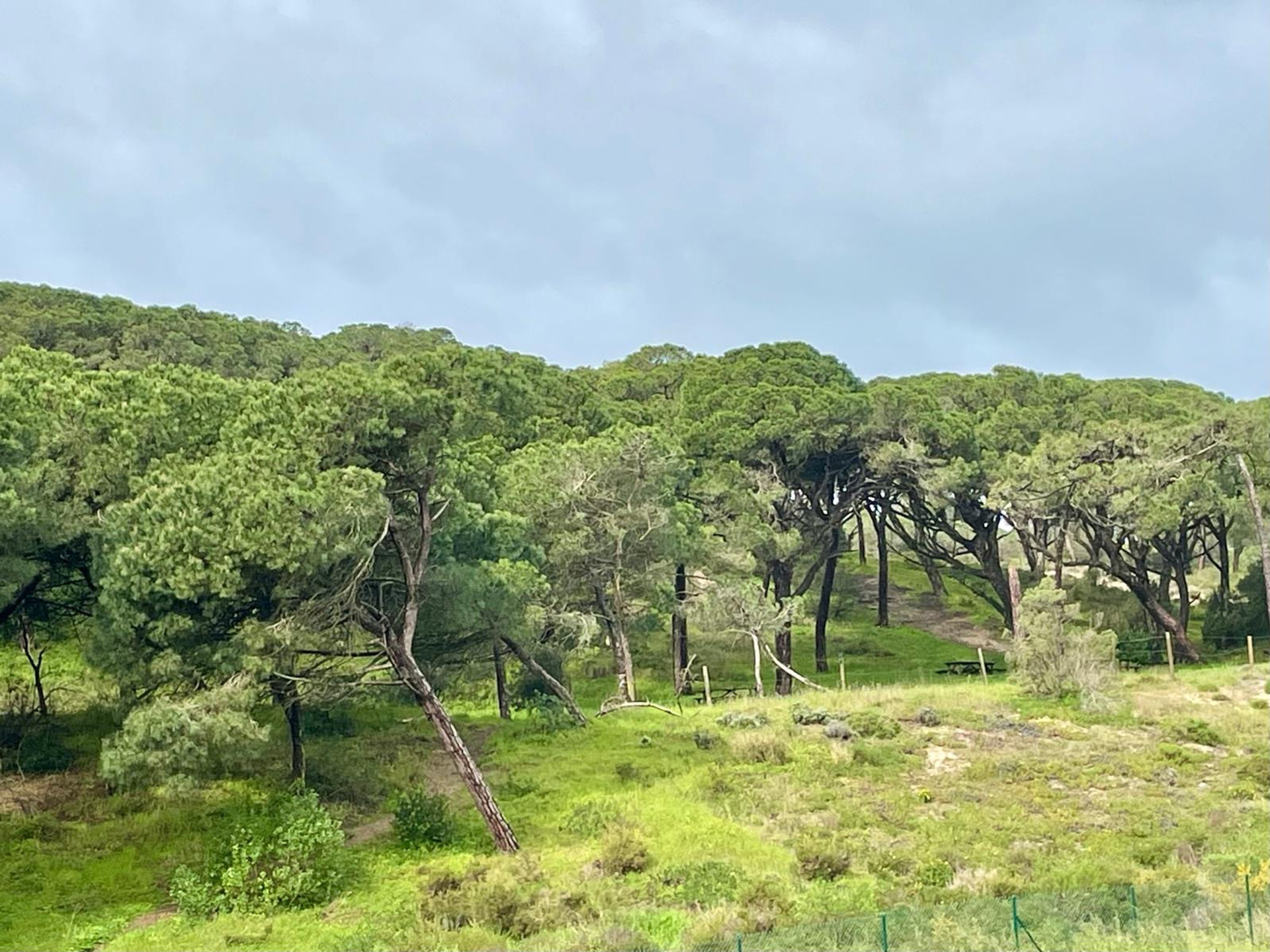 Zona verde