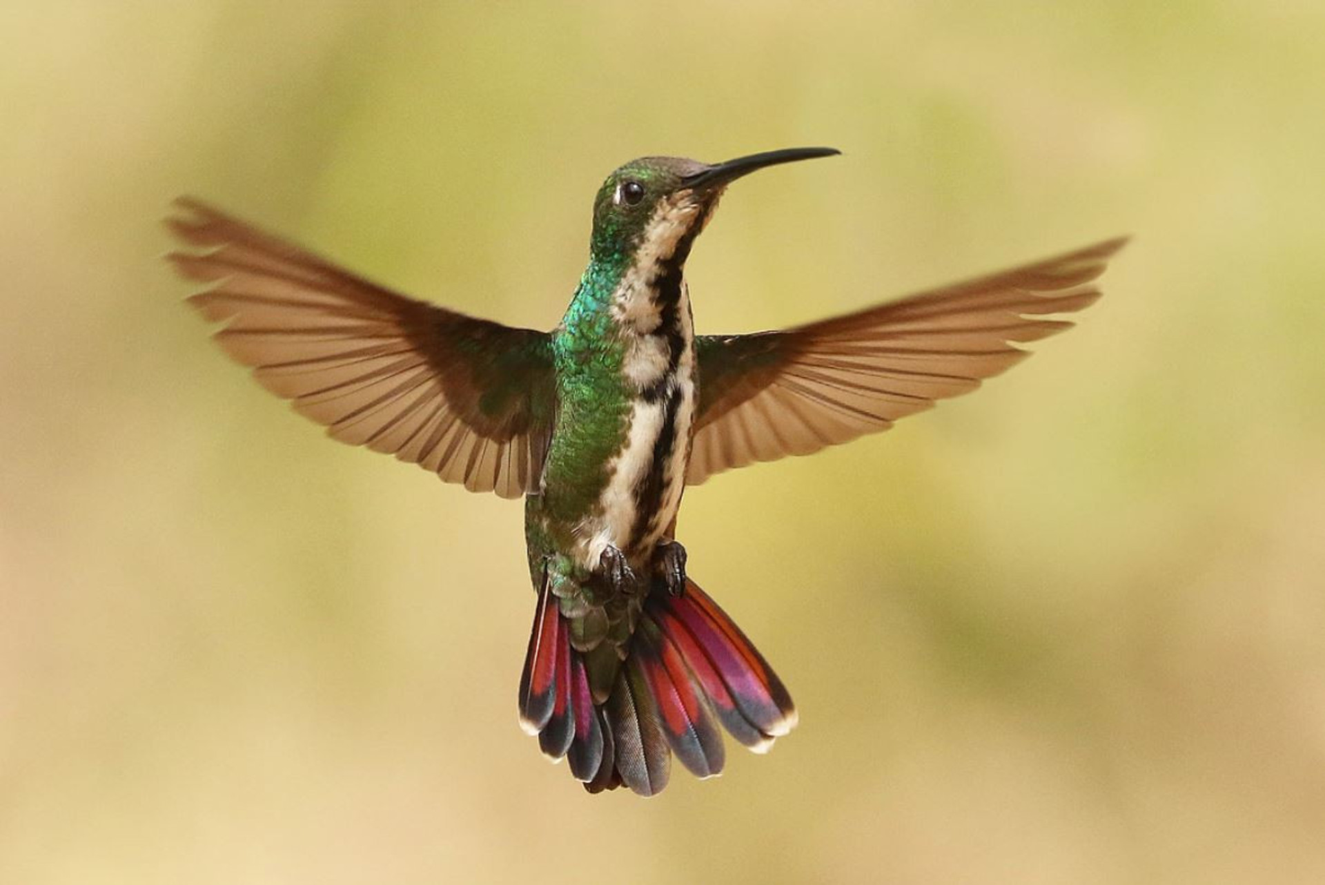 o beija flor - kolibri
