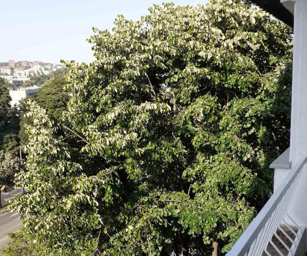 Apartman Ustanička