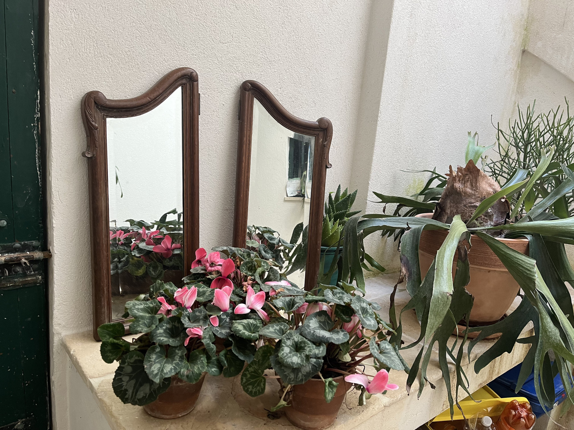 Mirrors and plants on ledge