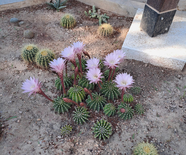Pink cactus flowers close up