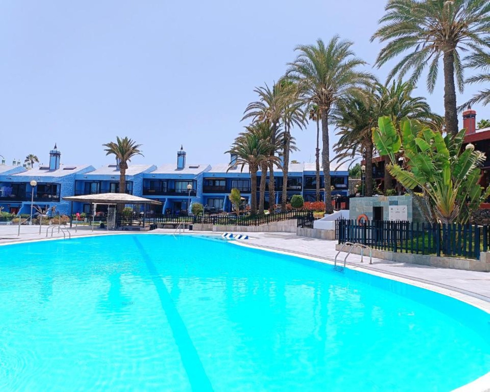 Large communal pool palm trees