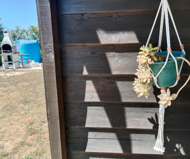 Hanging succulent plant outdoors