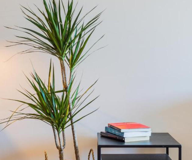 Boavista-Wohnung mit Garten