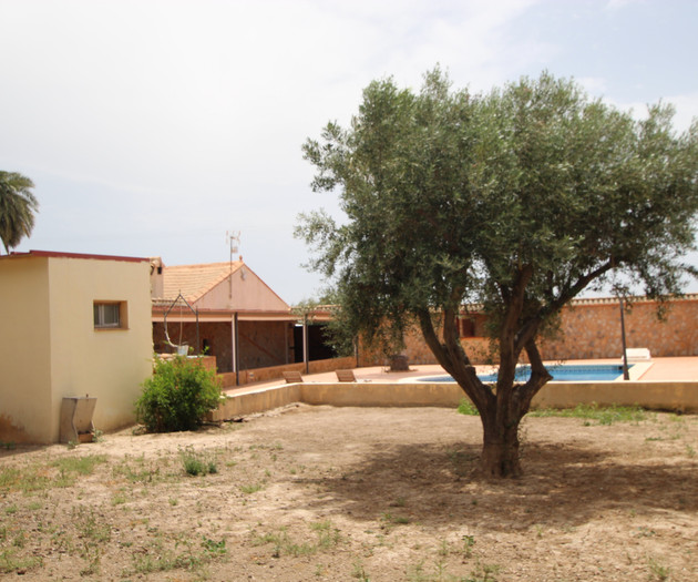 Yard with olive tree