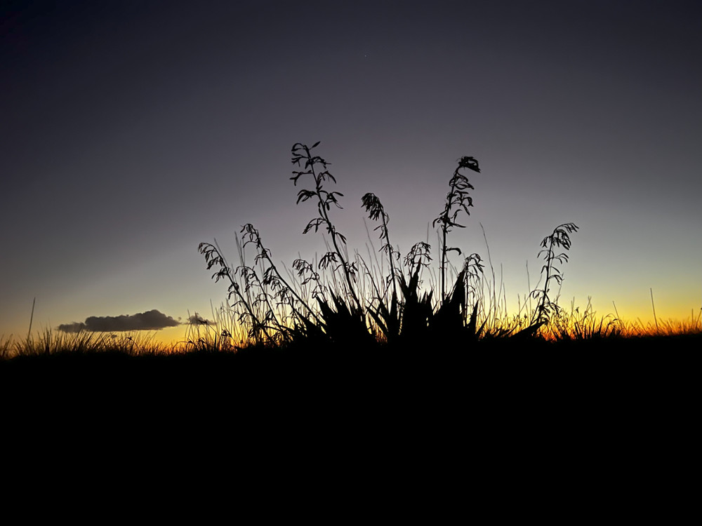 Image #12