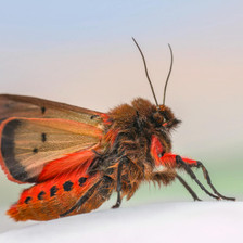 Amela A.