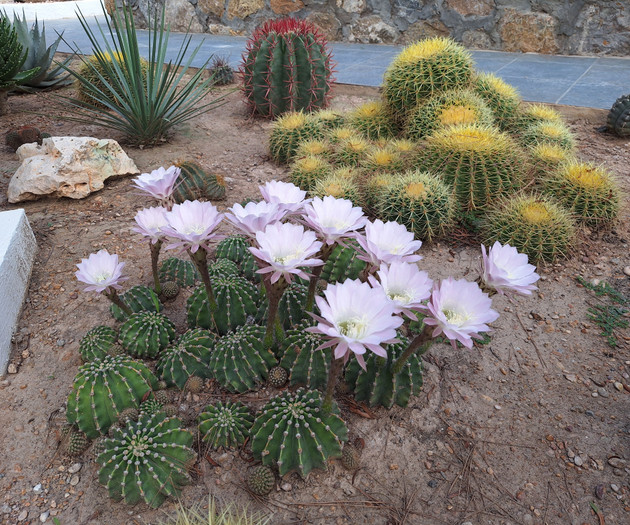 Cactus garden with pink flowers